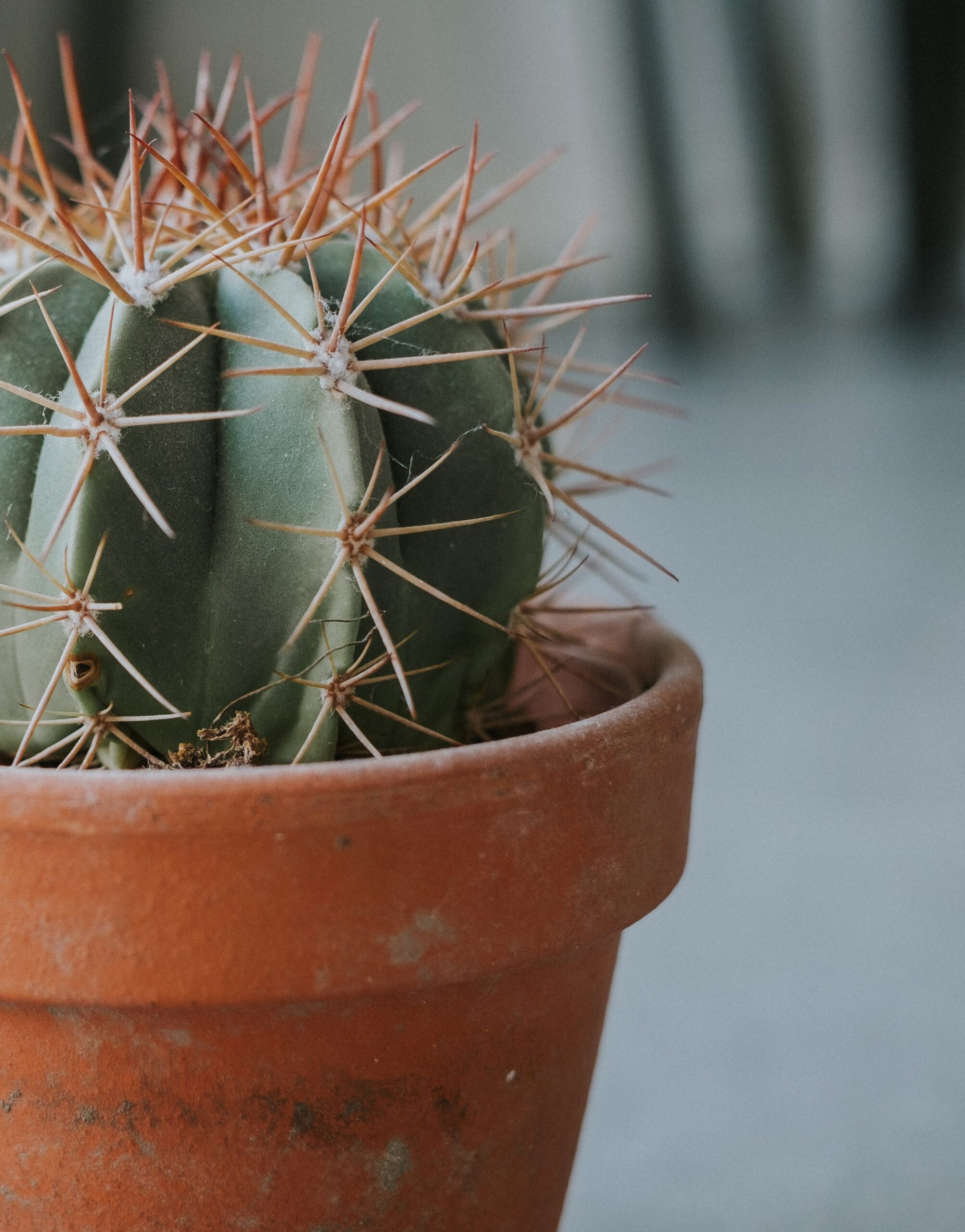 ¿Existen reglas post rupturas?